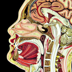 Anatomia Umana